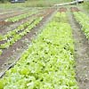 Lettuce Australian Yellow Leaf 